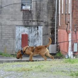 Sherlock - Bloodhound