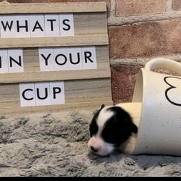 Papillon Puppies from Southern Sweet Papillons