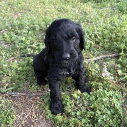 Golden Mountain Doodle Puppies from Turpin Ranch