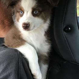 Miniature Australian Shepherd Puppies from Copper Line Aussies