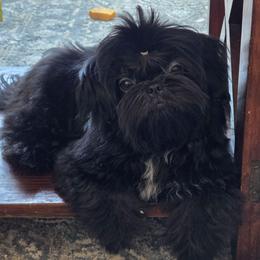 Boba - Black female Shih Tzu puppy in Riverside, California from Raincross Shih Tzu