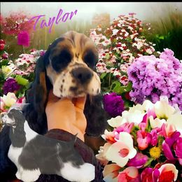 Taylor - Cocker Spaniel