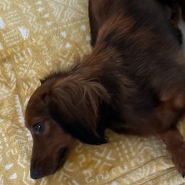 Willow - Dachshund