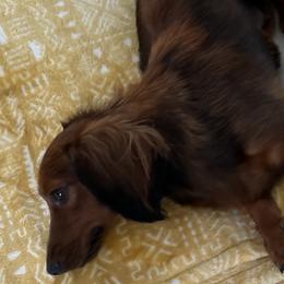 Willow - Dachshund