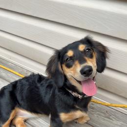 Sassy - Dachshund