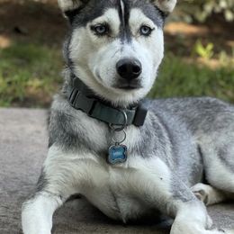 Siberian Huskies from Heather Martens