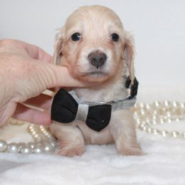 Walter - Cream male Dachshund puppy in Collins, Georgia from Liberty Longhair Dachshunds