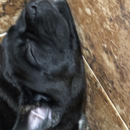 Cane Corso Puppies from Willow’s Meadow