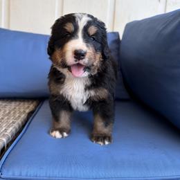 Jock - Black rust and white male Bernese Mountain Dog puppy in Oregon City, Oregon from N.W. Mountain Retrievers