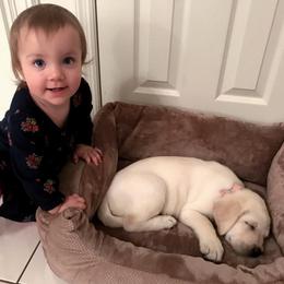 Labrador Retriever Puppies from Kingridge Kennels