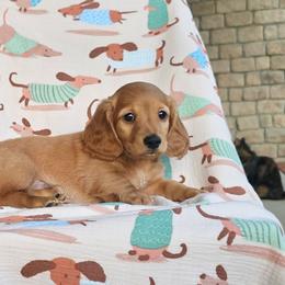 Red - Red male Dachshund puppy in Springfield, Kentucky from Tilley's Mini Dachshunds
