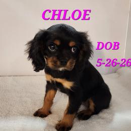 AKC CHLOE - Black and tan female Cavalier King Charles Spaniel puppy in Joplin, Missouri, Missouri from HOL-A-DA CAVALIERS