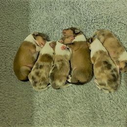 Collie Puppies from Hi-Crest Collies