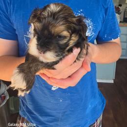 Theo - Red sable male Havanese puppy in Melba, Idaho from Lawson Havanese