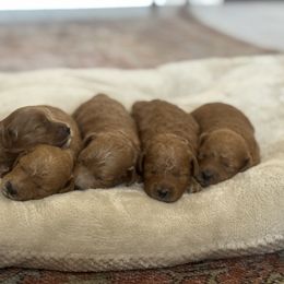 Goldendoodle Puppies from Hygge & Hound by McKenzie