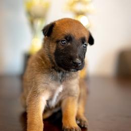 Lincoln - Fawn male Belgian Malinois puppy in Lincoln, Nebraska from Nebraska K9