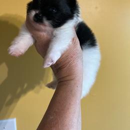 Winston jr. - Black parti male Pomeranian puppy in Woodsfield, Ohio from Country Lane Kennels