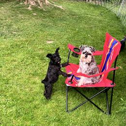 Miniature Schnauzer Puppies from Chantel's Miniature Schnauzers