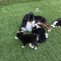 Miniature American Shepherd Puppies from Harbor View Mini American Shepherds