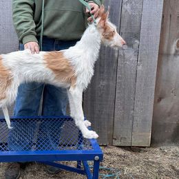 Inga - Ibizan Hound