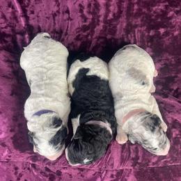 Goldendoodle Puppies from Deborah’s Doodles
