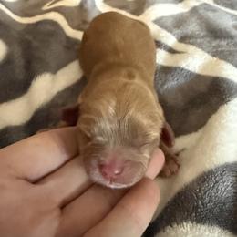 Elsa - Ruby female Cavalier King Charles Spaniel puppy in Oxford, Ohio from Wilson Park Cavaliers