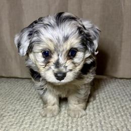Olaf - Blue merle male Aussiedoodle puppy in Castalia, Iowa from K&K Kennels