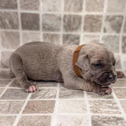 Brown Collar - Gray and fawn male Cane Corso puppy in Catawba, North Carolina from Catawba Cane Corso
