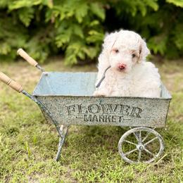 Reef - Parti male Poodle puppy in Dunn, North Carolina from Sandy Creek Kennels