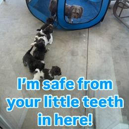 Havanese Puppies from Heavenly Havanese of Florida