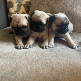 Pug Puppies from Redbay Pugs
