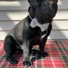 BOMBA - French Bulldog