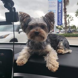 Elsa - Yorkshire Terrier