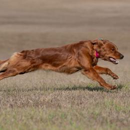 Folly - Golden Retriever