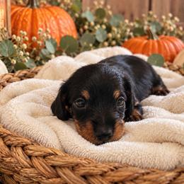 Jet- CKC Registration - Black and tan male Dachshund puppy in Stoneville, North Carolina from Yadkin Valley Dachshunds