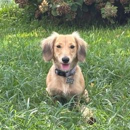 Maple - Dachshund