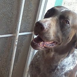 French Bulldogs and German Shorthaired Pointers from Anahola Frenchies