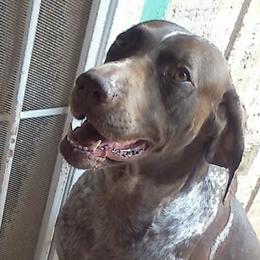 French Bulldogs and German Shorthaired Pointers from Anahola Frenchies