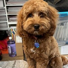Oaklee - Goldendoodle