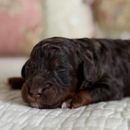 Malibu - Red female Cavapoo puppy in Beckley, West Virginia from By Design Doodles