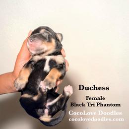 Duchess - Phantom female Goldendoodle puppy in Glendale, Arizona from CocoLove Doodles