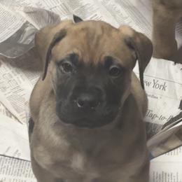 Ramir - Red fawn male Bullmastiff puppy in South Attleboro, Massachusetts from Bessettes Bullies