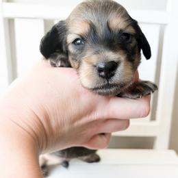 Whiskey 3750 - Cream male Dachshund puppy in Sylvania, Alabama from Yancey’s Doxies
