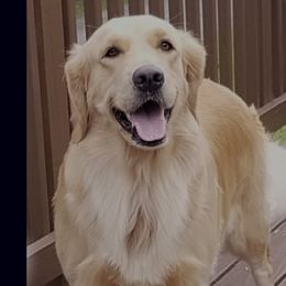 Rose - Golden Retriever