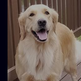 Rose - Golden Retriever