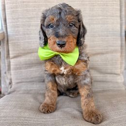 Onyx - Merle male Bernedoodle puppy in Comanche, Texas from Central Texas Doodles, LLC.