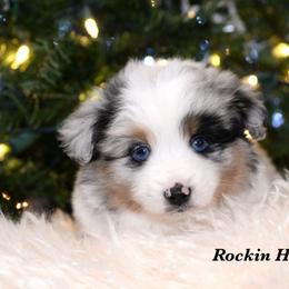 Scottie - Blue merle male Toy Australian Shepherd puppy in Russellville, Arkansas from Rockin H Aussies