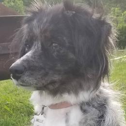 Millie - Miniature Australian Shepherd