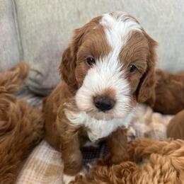 Boy 1 - Red  male Goldendoodle puppy in Glendale, Arizona from Follow Your Bliss Doodles
