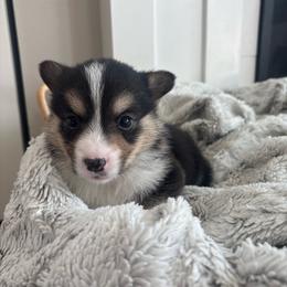 Simba - Black and tan male Pembroke Welsh Corgi puppy in Washington from KB Corgis